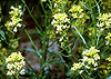 100px-Barbarea_vulgaris1.jpg