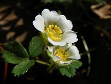 Barren Strawberry (Potentilla sterilis).jpg