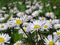 Pratolina (Bellis perennis)