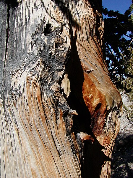 File:Bristlecone pine closeup.jpg
