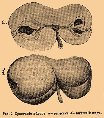 Рис. 2. Срастание яблок. а — разрез, б — внешний вид.