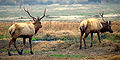 Tule Elk at the nearby reserve.