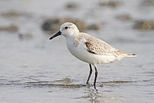 white shorebird with light brown upperparts and black beak