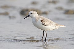 Calidris alba - Laem Phak Bia.jpg