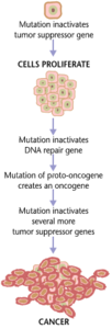 Formation of cancerous genes due to malfunction of suppressor genes. Cancer requires multiple mutations from NIHen.png