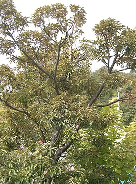 Castanopsis sieboldii. Общий вид взрослого дерева.