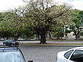 Tallo arbóreo de Ceiba speciosa