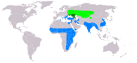 Distribución de C. macrourus