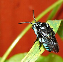 Cloak and Dagger Cuckoo Bee.jpg