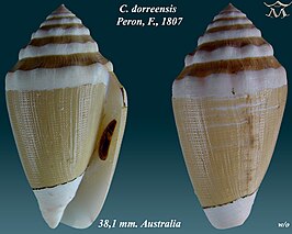 Conus dorreensis