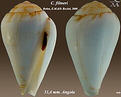 Description de l'image Conus filmeri 1.jpg.