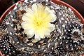 Copiapoa humilis ssp. tenuissima