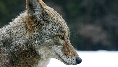 Coyote portrait