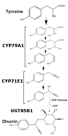 Schéma montrant le rôle des enzymes dans la synthèse de la dhurrine.