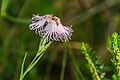 05-Dianthus hyssopifolius?