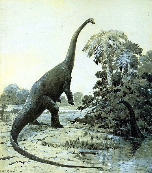 File:Diplodocus cknight.jpg