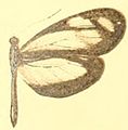D. t. avonia female
