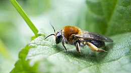 Андрена червонохвоста (Andrena haemorrhoa)