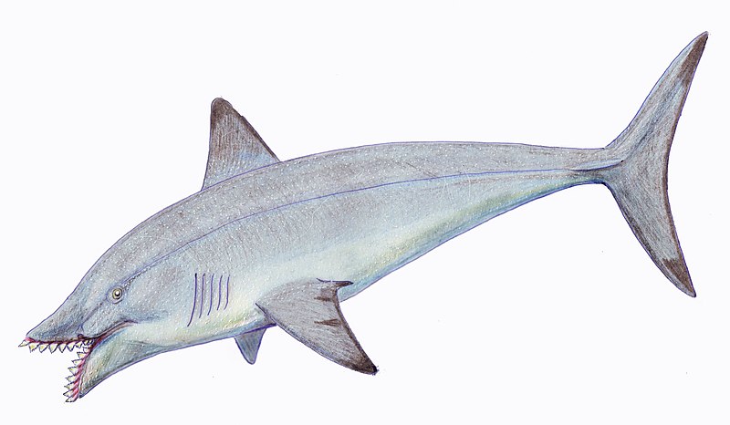 File:Edestus protopirata1DB.jpg