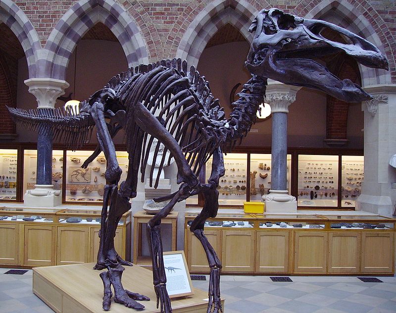 800px Edmontosaurusskel