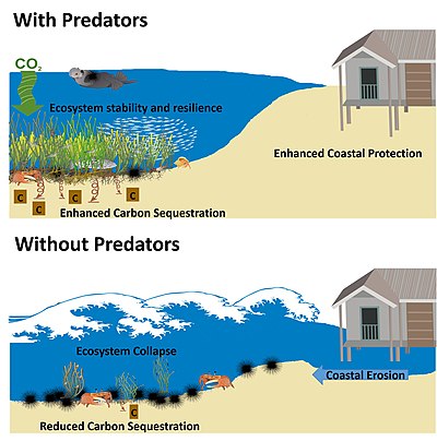 Predicted effects of predators, or lack of predators, on ecosystem services (carbon sequestration, coastal protection, and ecosystem stability) in coastal plant communities. It is predicted that predators, through direct and indirect interactions with lower trophic levels, support increased carbon uptake in plants and soils, protect coasts from storm surges and flooding, and support stability and resistance. Effects of predators on coastal plant communities.jpg