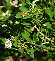 Ehretia rigida subsp. nervifolia