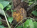 Jeune grappe de fruits de Elaeis oleifera (population de Guyane)