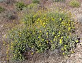 Encelia virginensis