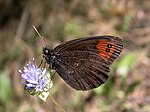 Erebia meolans – Flügelunterseite