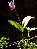 Miniatura para Erythronium dens-canis