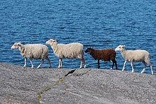 Individuals may stand out from the crowd, or may blend in with it. Finnish anti-vegetation task force on a Baltic sea island.jpg