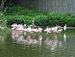 Jurong Bird Park