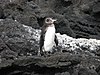 Галапагосский пингвин (Spheniscus mendiculus) - стоящий на rock.jpg