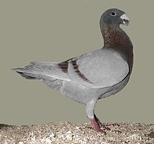 Pigeon de beauté allemand moderne.