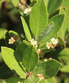 Gerrardina foliosa