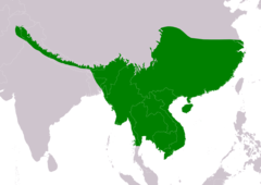 Distribución de Glaucidium cuculoides