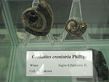 Fossil of "Goniatites crenistria" from Poland