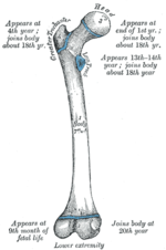 大腿骨のサムネイル