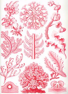 Haeckel Florideae.jpg