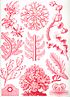 Haeckel Florideae.jpg