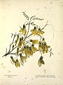 Sophora tetraptera (kowhai)