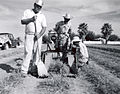 Harvesting Menodora scabra in Tucson 1964.jpg