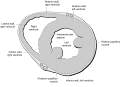 Heart normal short axis echo