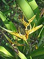 Heliconia psittacorum