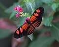 Heliconius melpomene (Postman)