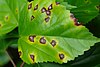 Гибискус Бактериальная пятнистость на листьях, вызванная Pseudomonas cichorii (5684575818) .jpg