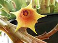 Huernia rosea