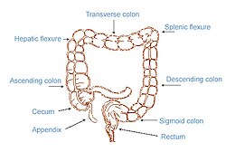 Illu colorectal anatomy.jpg