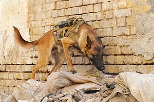 An U.S. Army military working dog, Andy, searc...