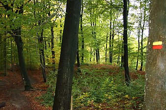 Le GR VA dans le Kluisbos